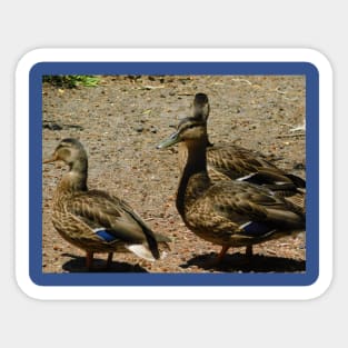 Debutante ducks Sticker